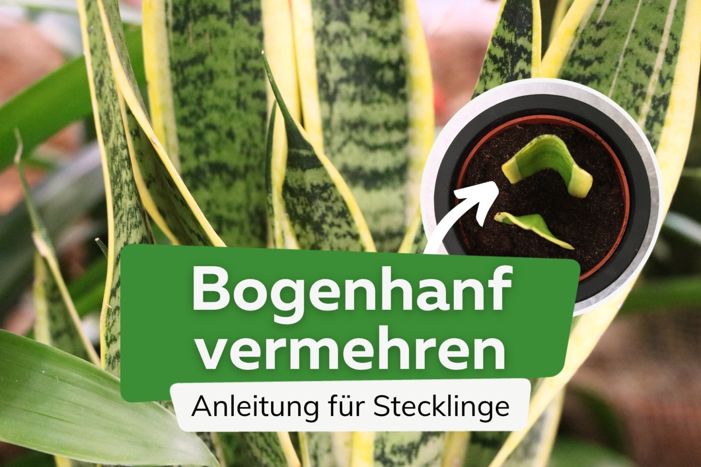Ist Bogenhanf giftig? Infos zu Risiken für Kinder und Haustiere