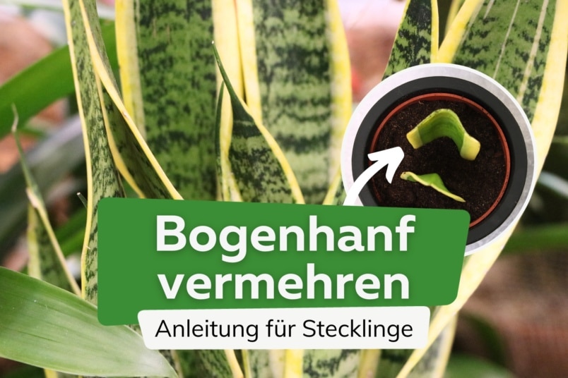 Bogenhanf aus Stecklingen vermehren | Sansevieria