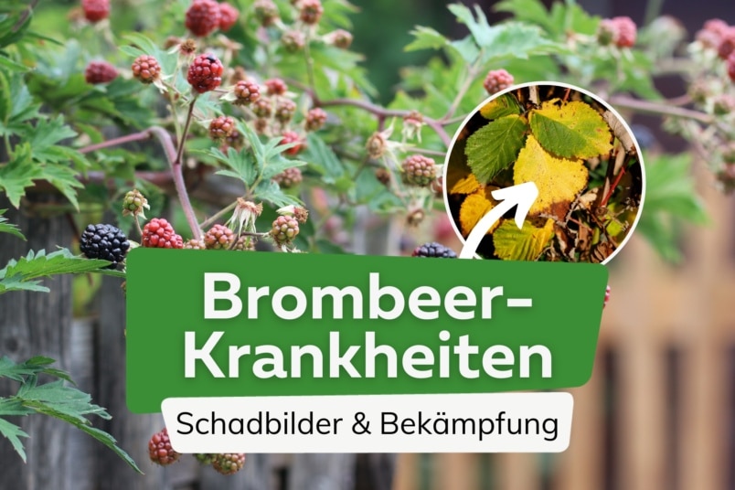 7 häufige Krankheiten an Brombeeren mit Bild