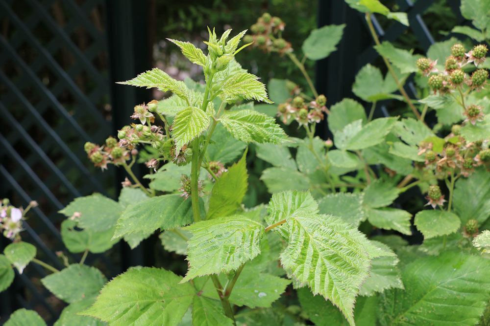 Rubus sectio Rubus