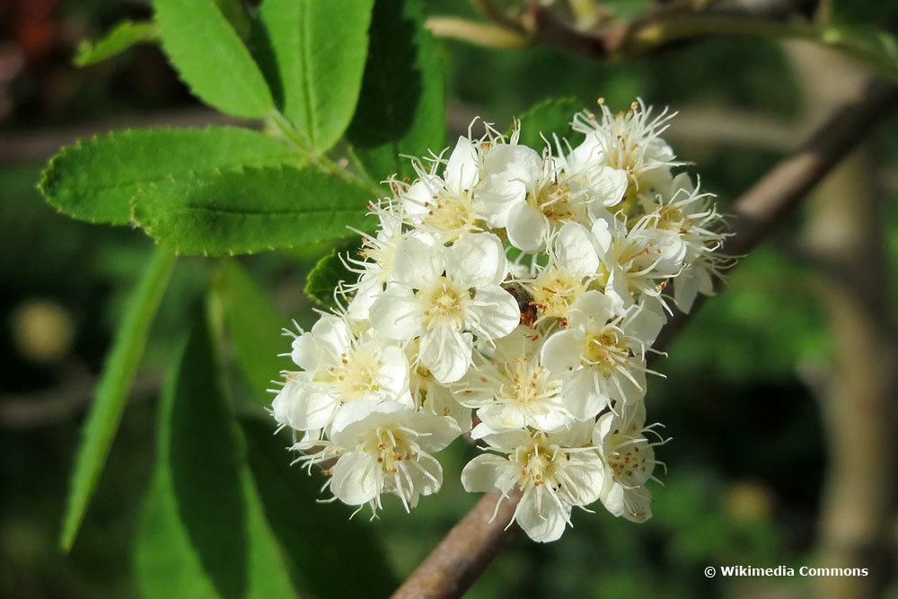 Eberesche, weiße Blüten