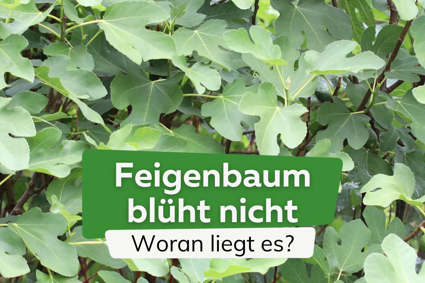 Feigenblüte: Feigenbaum trägt keine Blüten - was tun?