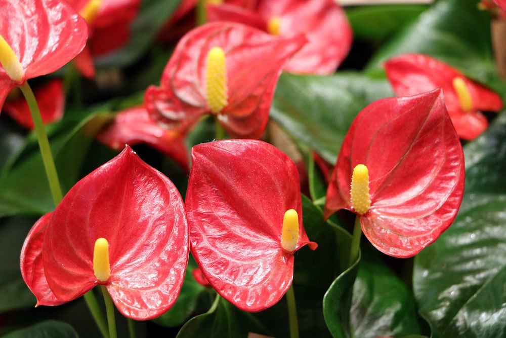 Flamonigoblume, Anthurium Zimmerpflanze