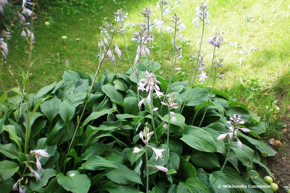 Hosta plantaginea