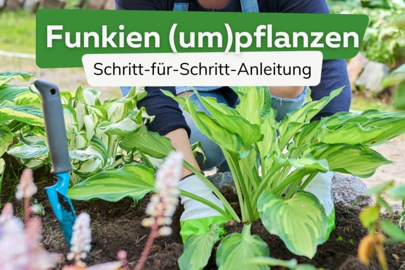 Funkien pflanzen und umpflanzen