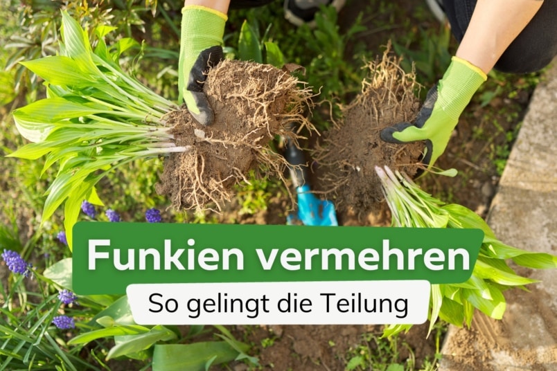 Funkien teilen und richtig vermehren: 3 Methoden