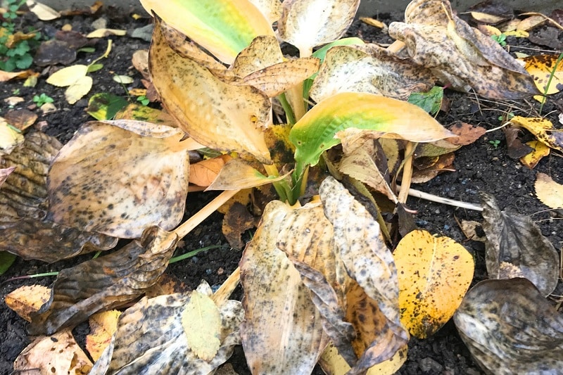 Funkienblätter im Herbst