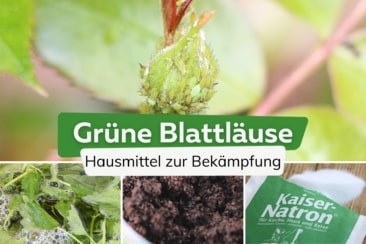 Grüne Blattläuse bekämpfen: 18 Hausmittel gegen Läuse