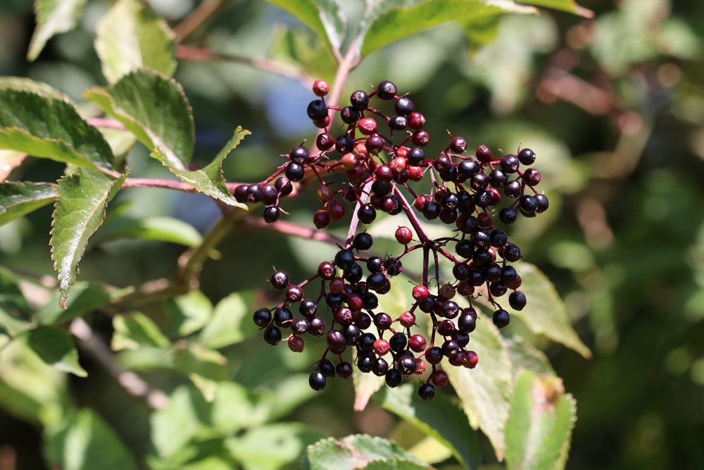 Holunder Beeren