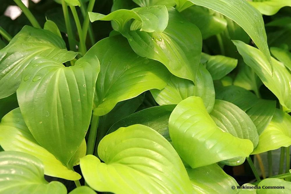 Hosta plantaginea ‚Aphrodite‘, Funkien-Sorte