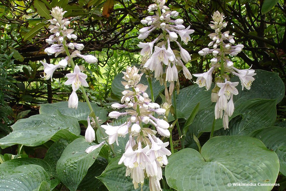 Hosta sieboldiana ‚Elegans‘