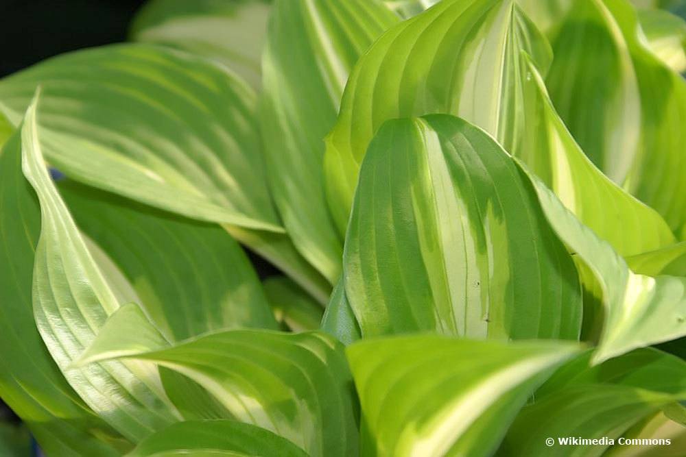 Hosta undulata, Funkien-Sorten