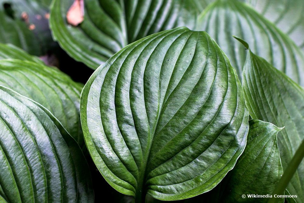 Hosta ventricosa, Funkien-Sorten