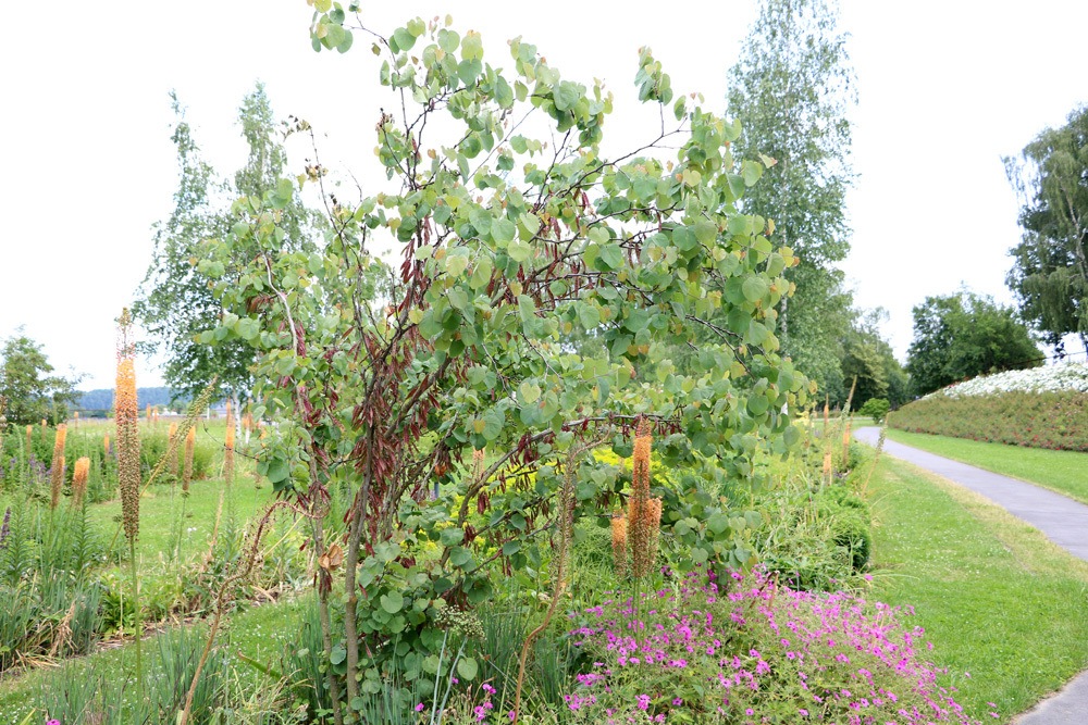 Judasbaum kleiner Baum