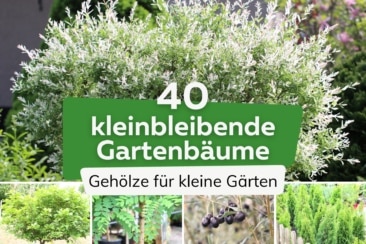 40 kleinbleibende und langsam wachsende Bäume