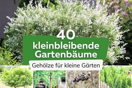 40 kleinbleibende und langsam wachsende Bäume