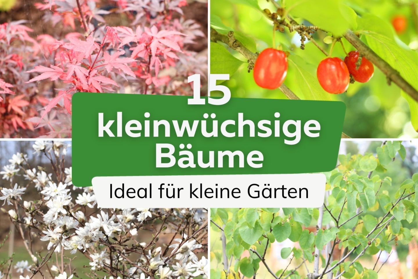 40 kleinbleibende und langsam wachsende Bäume