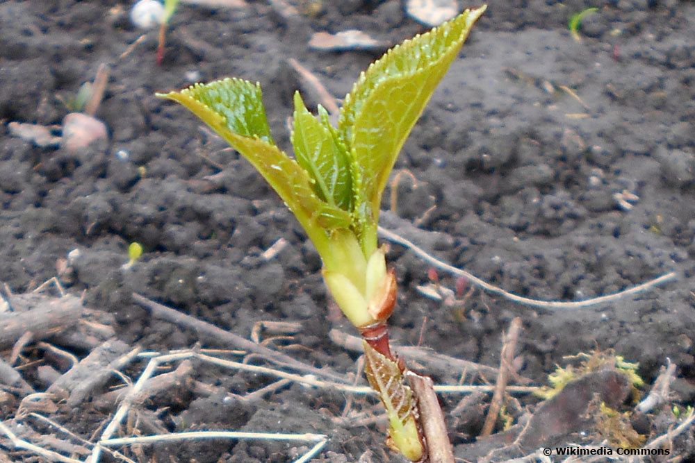 Kletterhortensie Steckling