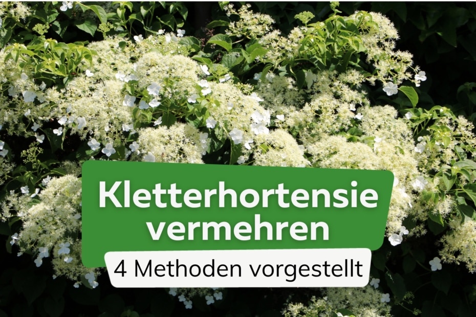 9 Alternativen zur Hecke als Sichtschutz