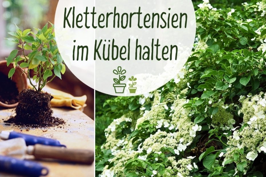 9 Alternativen zur Hecke als Sichtschutz
