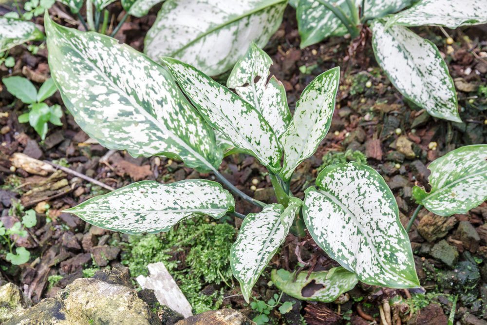 Kolbenfaden (Aglaonema), Zimmerpflanze