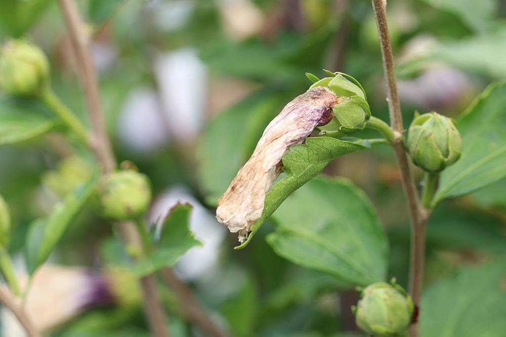 Vertrocknete Hibiskusblüte