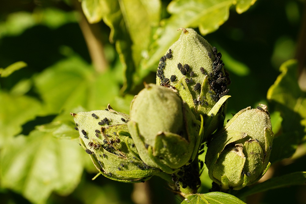 Blattläuse auf Hibiskus