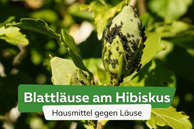 Läuse am Hibiskus: was tun? | Blattläuse bekämpfen