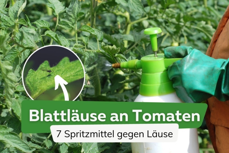 Läuse an Tomaten: was tun? | 7 Blattlaus-Spritzmittel