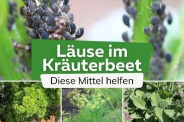 Läuse im Kräuterbeet: Petersilie, Dill & Co: was tun?