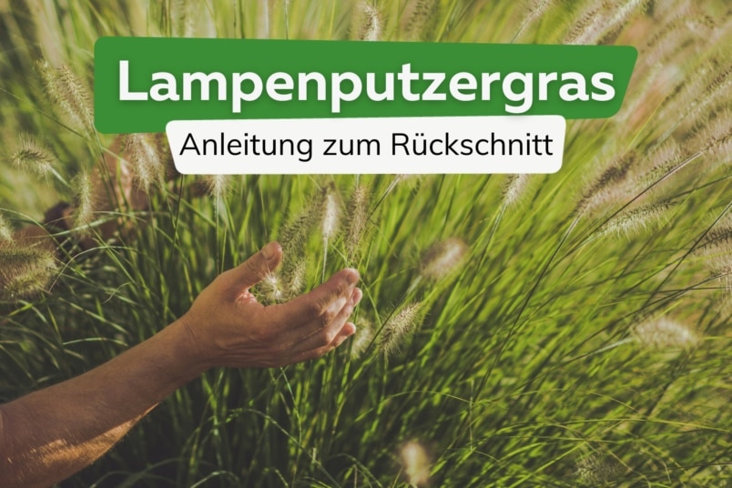 Lampenputzergras schneiden: wann und wie?