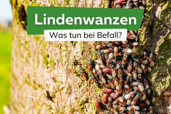 Lindenwanzen: hunderte Käfer am Baum - was tun?