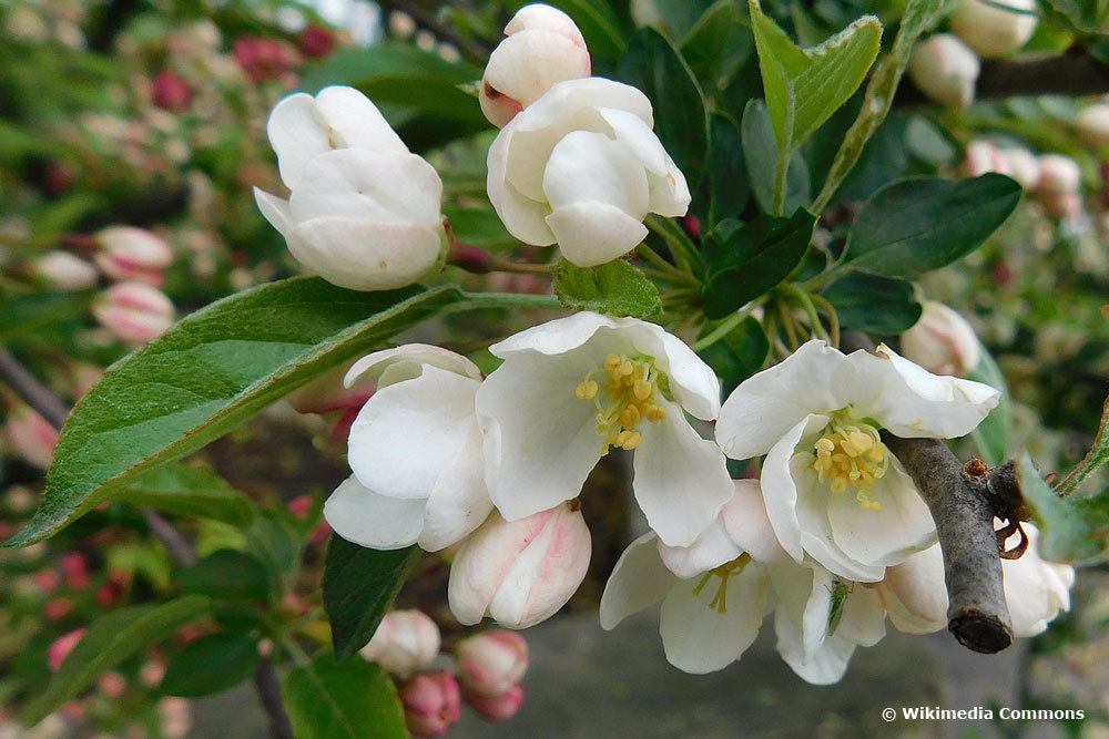 Malus Tina