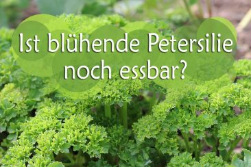 Ist blühende Petersilie essbar?