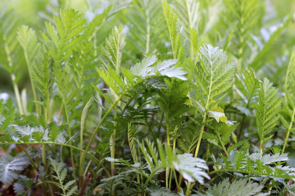 Rainfarn (Tanacetum vulgare)