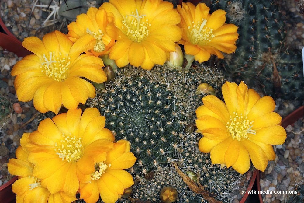 Rebutia marsoneri