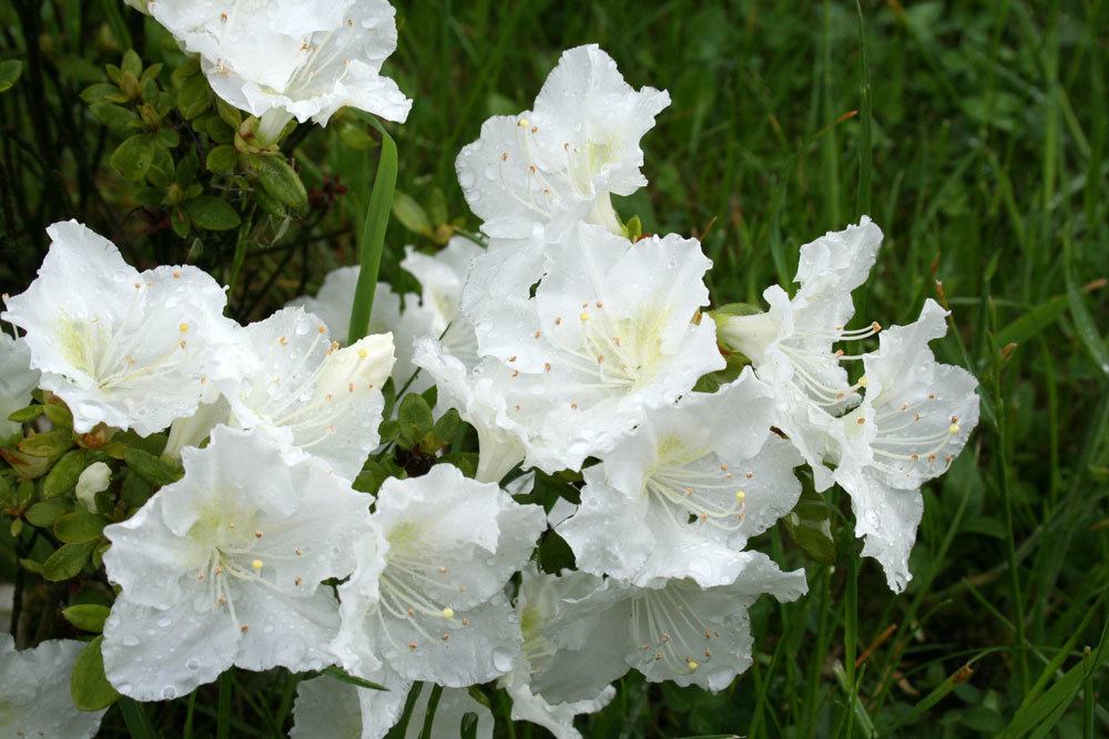 Fortunes Rhododendron weißblühender Strauch