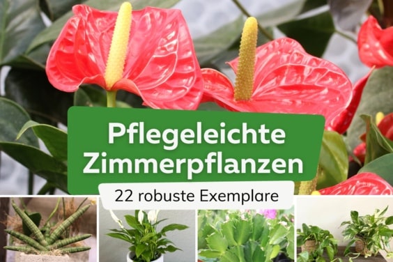 22 robuste Zimmerpflanzen, die Ihnen viel verzeihen