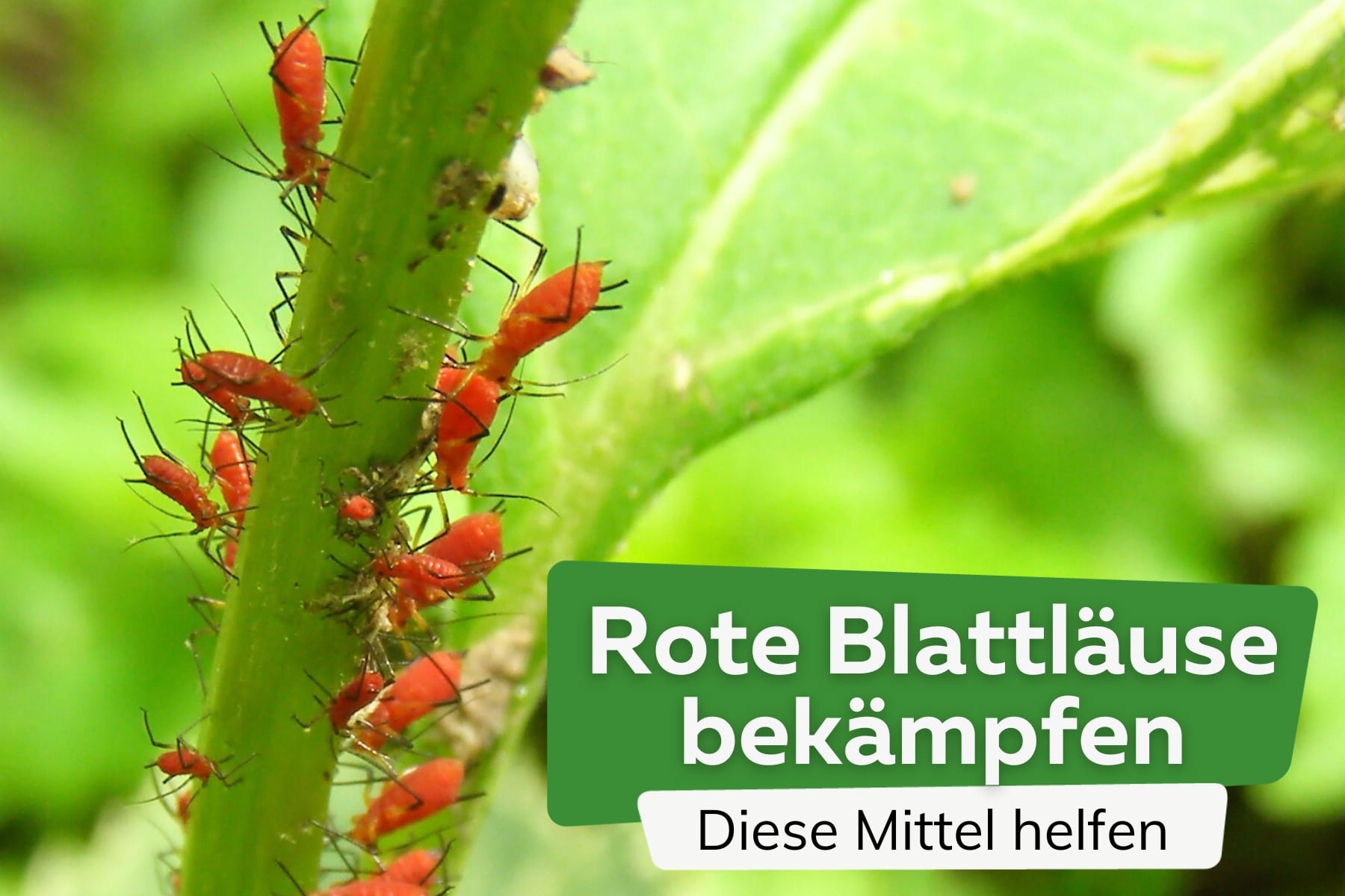 Rote Blattläuse bekämpfen