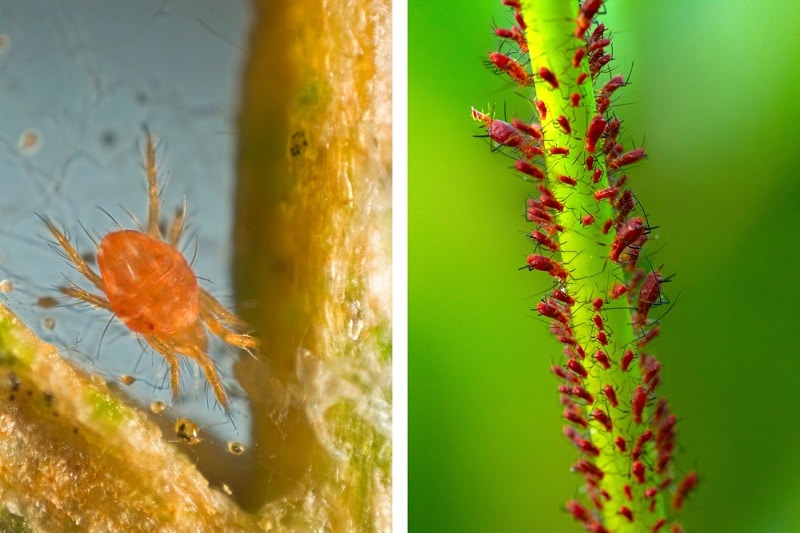 Rote Spinne (links) und rote Blattläuse (rechts)