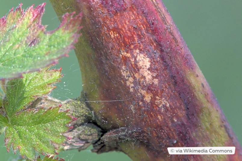 Rutenkrankheit (Septocyta ruborum)