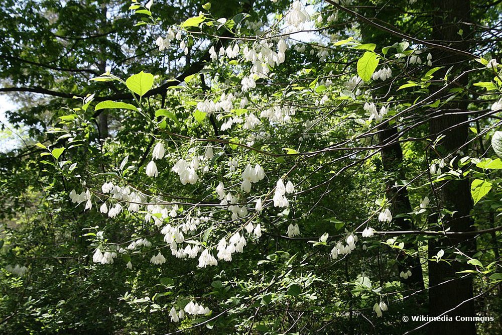 Schneeglöckchenbaum