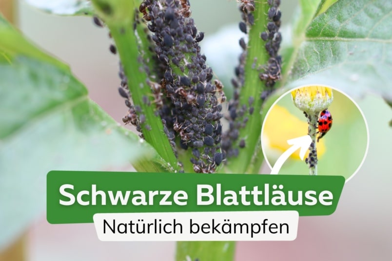 Schwarze Blattläuse natürlich bekämpfen