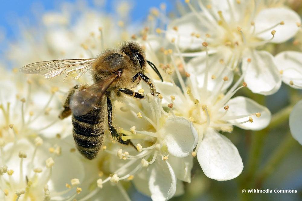 Schwedische Mehlbeere, weiße Blüten