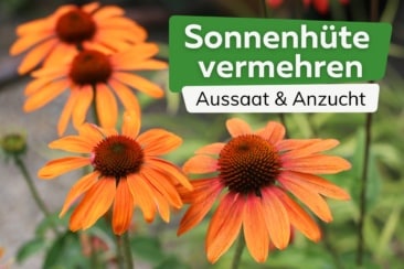 Aussaat und Anzucht von Sonnenhut aus Samen