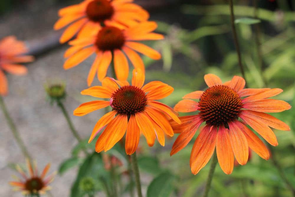 Echinacea, Sonnenhut