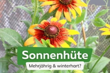 Ist Sonnenhut winterhart und mehrjährig?