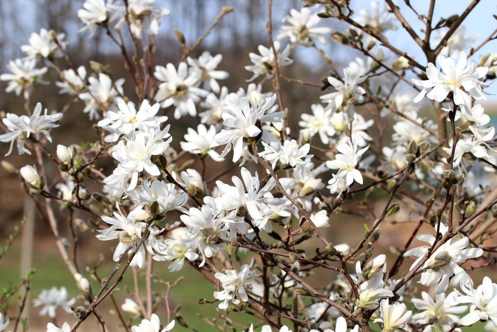 Sternmagnolie, weißblühender Strauch