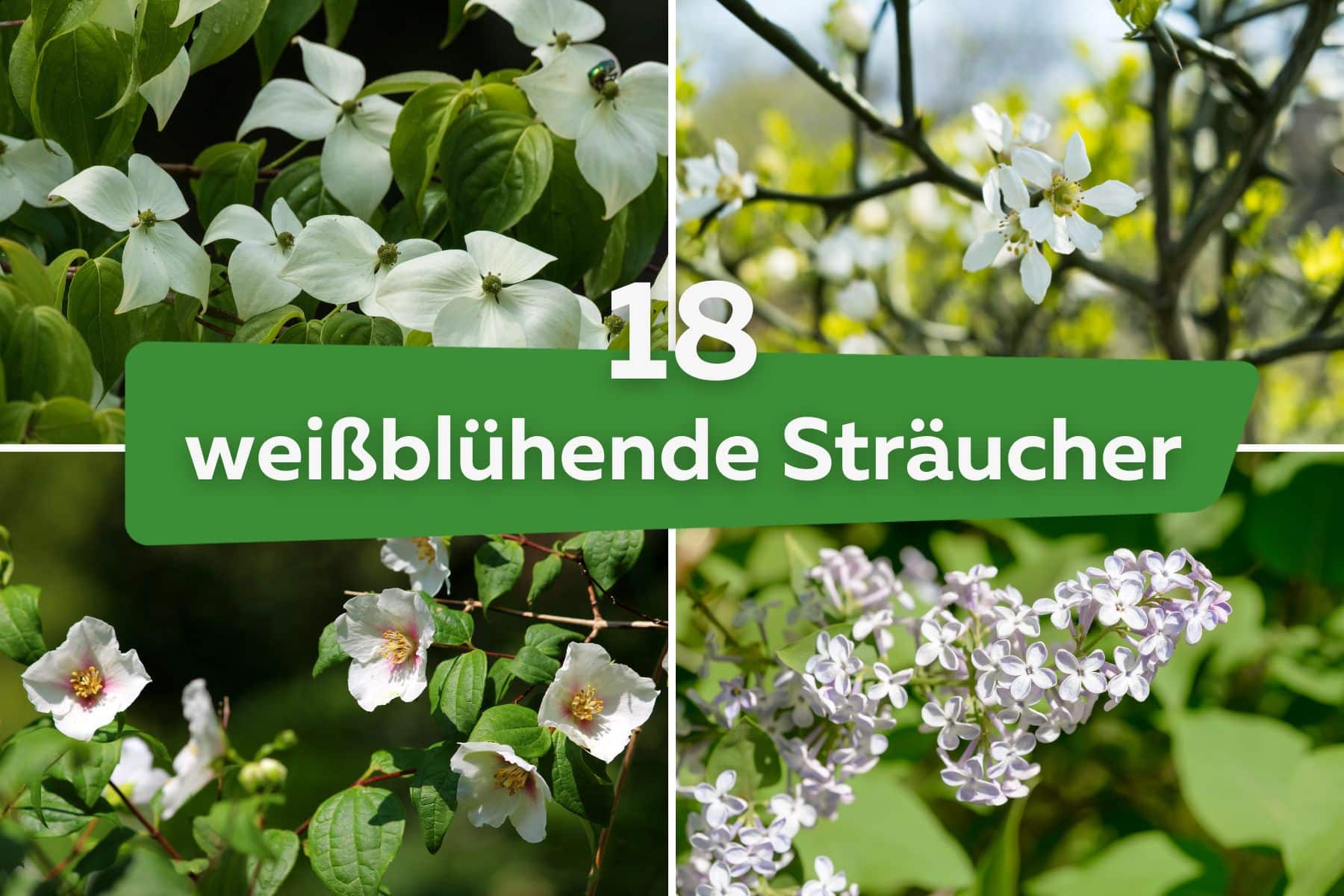 Strauch mit weißen Blüten: weißblühende Sträucher