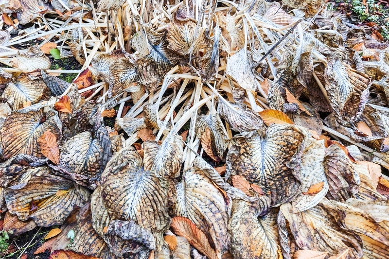 Vertrocknetes Funkienlaub